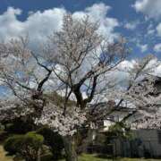 ヒメ日記 2025/03/29 12:13 投稿 ヒカリサス～光射す～ GOOD-グッド-