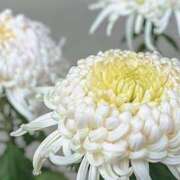 ヒメ日記 2026/06/30 04:47 投稿 ヒカリサス～光射す～ GOOD-グッド-