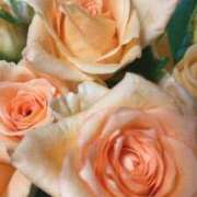 ヒメ日記 2024/12/12 07:35 投稿 ももこ 宮崎ちゃんこ都城店