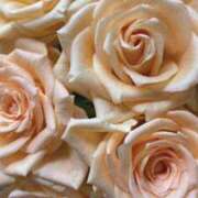 ヒメ日記 2025/01/21 07:05 投稿 ももこ 宮崎ちゃんこ都城店