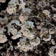 ヒメ日記 2025/04/21 08:15 投稿 ももこ 宮崎ちゃんこ都城店