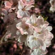 ヒメ日記 2025/04/22 08:35 投稿 ももこ 宮崎ちゃんこ都城店