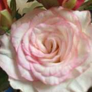 ヒメ日記 2025/06/06 07:15 投稿 ももこ 宮崎ちゃんこ都城店