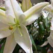 ヒメ日記 2025/06/11 07:05 投稿 ももこ 宮崎ちゃんこ都城店