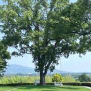 ヒメ日記 2025/06/18 08:15 投稿 ももこ 宮崎ちゃんこ都城店