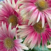 ヒメ日記 2025/06/24 07:19 投稿 ももこ 宮崎ちゃんこ都城店