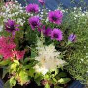 ヒメ日記 2025/06/27 07:25 投稿 ももこ 宮崎ちゃんこ都城店