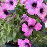 ヒメ日記 2025/07/04 08:45 投稿 ももこ 宮崎ちゃんこ都城店