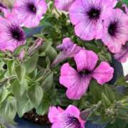 ヒメ日記 2025/12/09 06:35 投稿 ももこ 宮崎ちゃんこ都城店