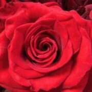 ヒメ日記 2025/12/11 06:55 投稿 ももこ 宮崎ちゃんこ都城店