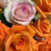 ヒメ日記 2025/12/15 07:05 投稿 ももこ 宮崎ちゃんこ都城店