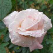 ももこ おはようございます🌸 宮崎ちゃんこ都城店