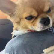 ヒメ日記 2025/07/11 20:01 投稿 冬月　あみ club BLENDA 天王寺・谷9天高ビル店