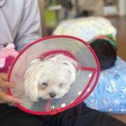 ヒメ日記 2025/07/17 05:59 投稿 冬月　あみ club BLENDA 天王寺・谷9天高ビル店