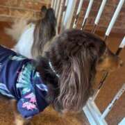 ヒメ日記 2025/07/25 05:20 投稿 冬月　あみ club BLENDA 天王寺・谷9天高ビル店