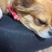 ヒメ日記 2025/11/24 01:08 投稿 冬月　あみ club BLENDA 天王寺・谷9天高ビル店