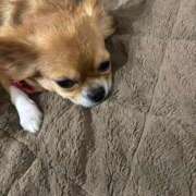 冬月　あみ 今日っ club BLENDA 天王寺・谷9天高ビル店