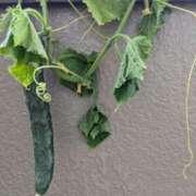 ヒメ日記 2025/07/03 09:01 投稿 乃愛（ゴールドキャスト） VIPクリスタル