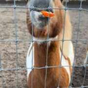 ヒメ日記 2024/12/20 09:50 投稿 すみれ ぷよステーション大宮店