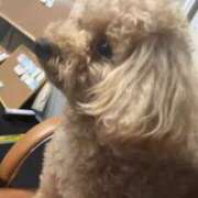 ヒメ日記 2025/05/07 18:27 投稿 みなみ 黒い金魚（札幌）