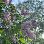 ヒメ日記 2025/05/20 06:07 投稿 みなみ 黒い金魚（札幌）