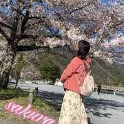 ヒメ日記 2025/04/10 18:30 投稿 さくら 華美人