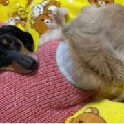 ヒメ日記 2025/09/21 23:07 投稿 さくら 華美人