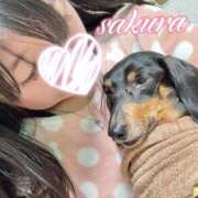 ヒメ日記 2025/12/19 08:07 投稿 さくら 華美人