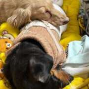 ヒメ日記 2026/03/09 22:50 投稿 さくら 華美人