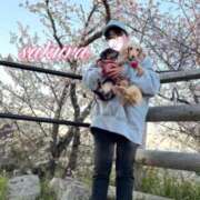 ヒメ日記 2026/04/11 13:36 投稿 さくら 華美人