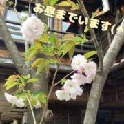 ヒメ日記 2025/04/08 09:03 投稿 ゆきな 小田原人妻城