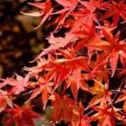 ヒメ日記 2025/11/06 09:08 投稿 ゆきな 小田原人妻城