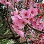 ゆきな 明日いまーす 小田原人妻城