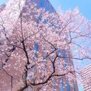 ヒメ日記 2025/04/05 15:45 投稿 花村ひなた クラリスDAO