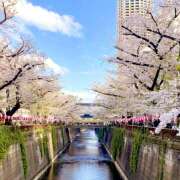 ヒメ日記 2025/04/08 00:21 投稿 花村ひなた クラリスDAO