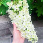 ヒメ日記 2025/06/05 10:02 投稿 花村ひなた クラリスDAO