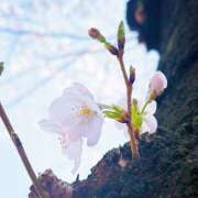 ヒメ日記 2026/03/26 10:59 投稿 花村ひなた クラリスDAO
