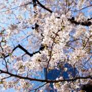 ヒメ日記 2026/03/31 10:01 投稿 花村ひなた クラリスDAO