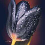 ヒメ日記 2025/02/13 18:44 投稿 高原あやの 五十路マダム富山店(カサブランカグループ)