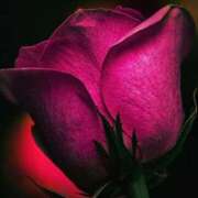 ヒメ日記 2025/03/16 07:16 投稿 高原あやの 五十路マダム富山店(カサブランカグループ)