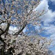 ヒメ日記 2025/04/12 17:20 投稿 高原あやの 五十路マダム富山店(カサブランカグループ)