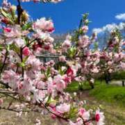 ヒメ日記 2025/04/19 16:36 投稿 高原あやの 五十路マダム富山店(カサブランカグループ)