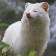 ヒメ日記 2025/06/01 21:00 投稿 高原あやの 五十路マダム富山店(カサブランカグループ)