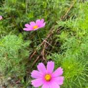 ヒメ日記 2025/10/07 15:38 投稿 高原あやの 五十路マダム富山店(カサブランカグループ)