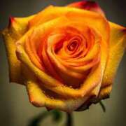 ヒメ日記 2025/10/16 20:02 投稿 高原あやの 五十路マダム富山店(カサブランカグループ)