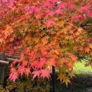 ヒメ日記 2025/11/22 11:38 投稿 高原あやの 五十路マダム富山店(カサブランカグループ)