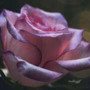 ヒメ日記 2025/11/24 11:32 投稿 高原あやの 五十路マダム富山店(カサブランカグループ)