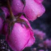 ヒメ日記 2026/01/16 23:08 投稿 高原あやの 五十路マダム富山店(カサブランカグループ)