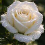 ヒメ日記 2026/01/20 11:32 投稿 高原あやの 五十路マダム富山店(カサブランカグループ)