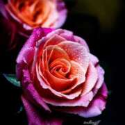 ヒメ日記 2026/02/21 16:40 投稿 高原あやの 五十路マダム富山店(カサブランカグループ)